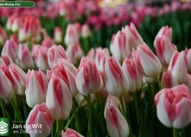 Tulipa Mickey Chic ® (3)